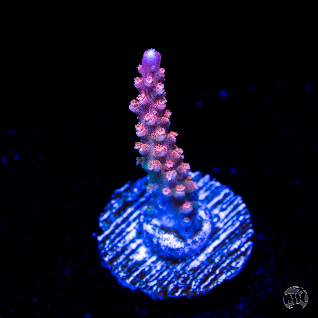 BC Bubble Bath Unicorn Acropora