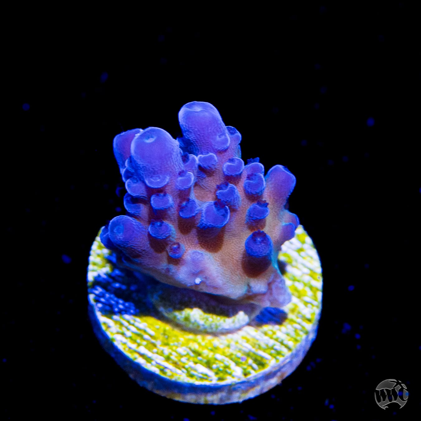 WWC Madman Austera Acropora