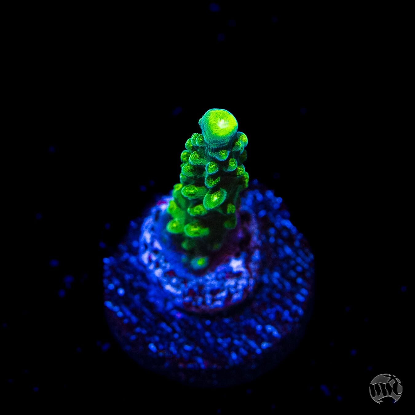 Paletta Tricolor Acropora