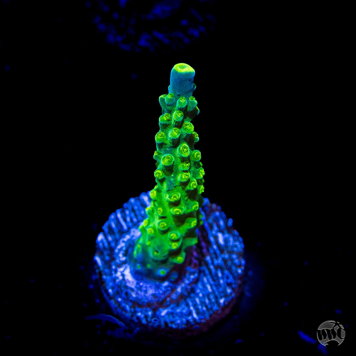 Paletta Tricolor Acropora