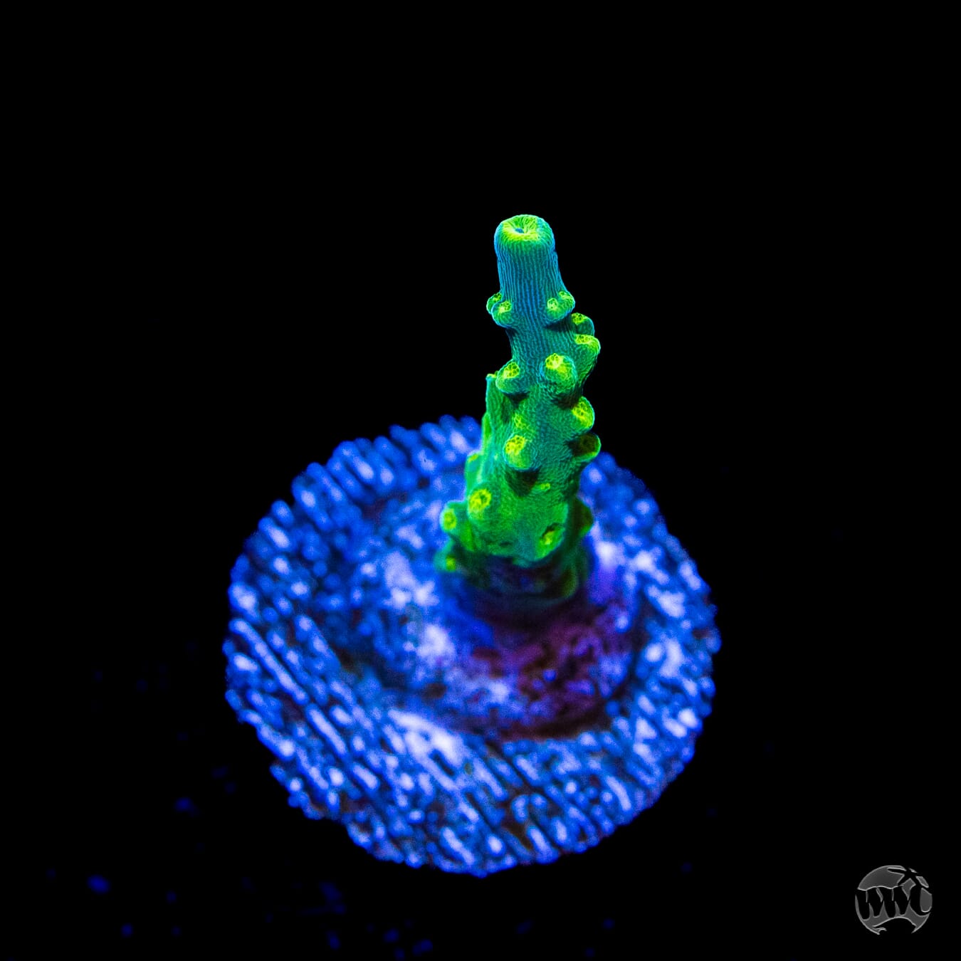 Paletta Tricolor Acropora