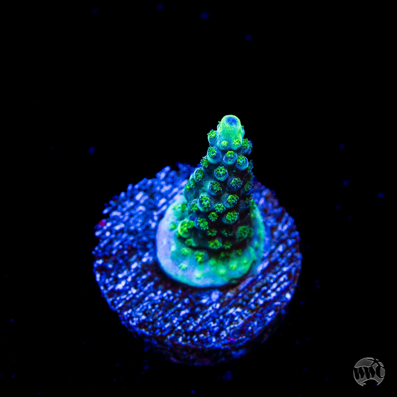 GH Aqua Delight Acropora