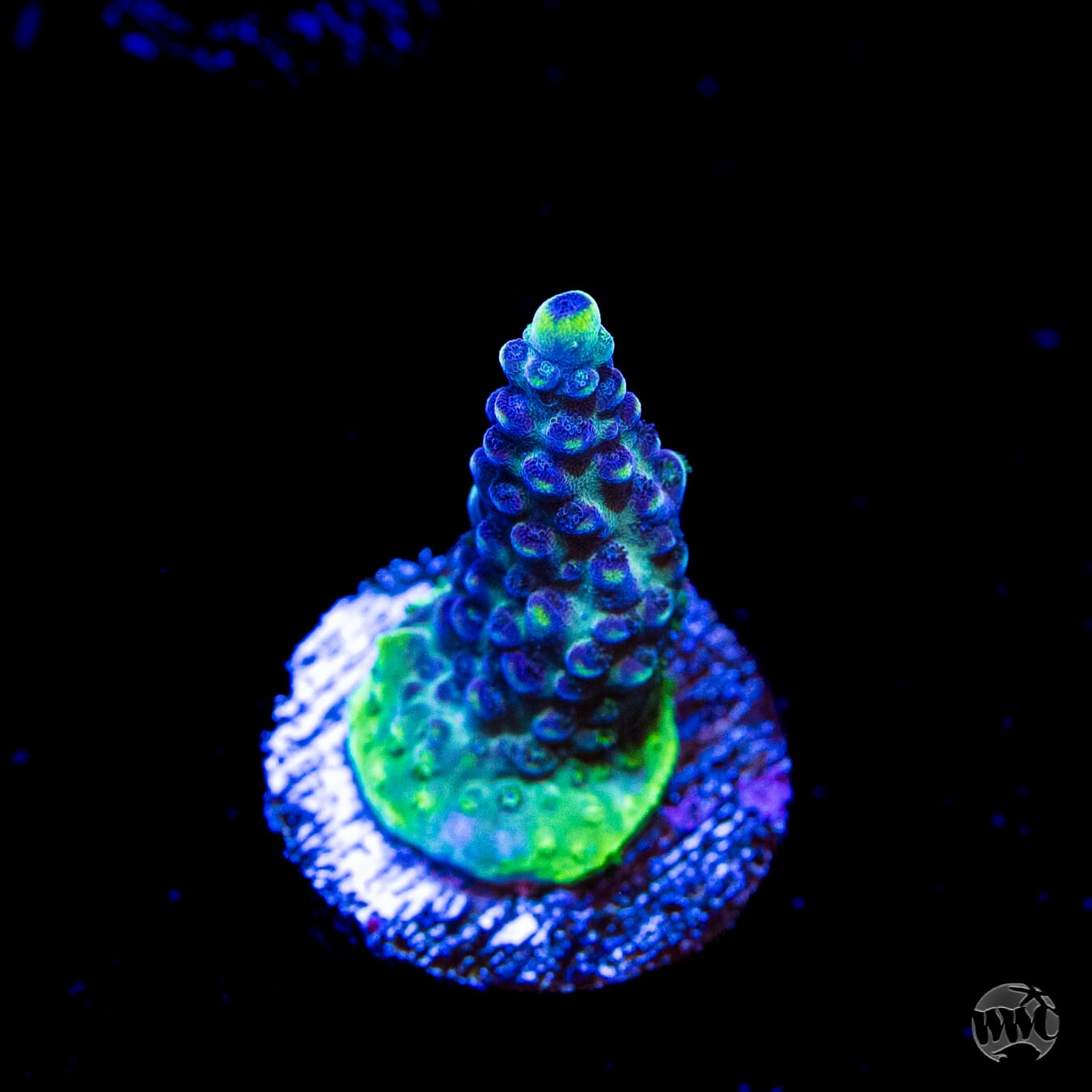 GH Aqua Delight Acropora