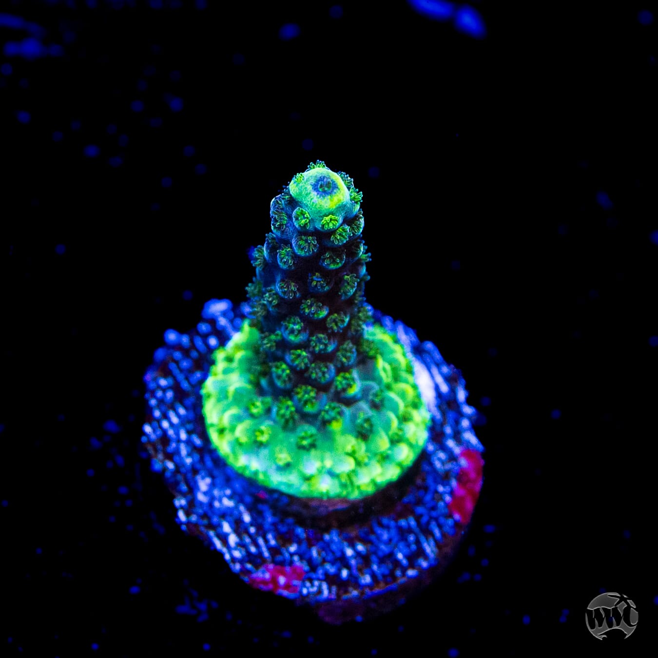 GH Aqua Delight Acropora