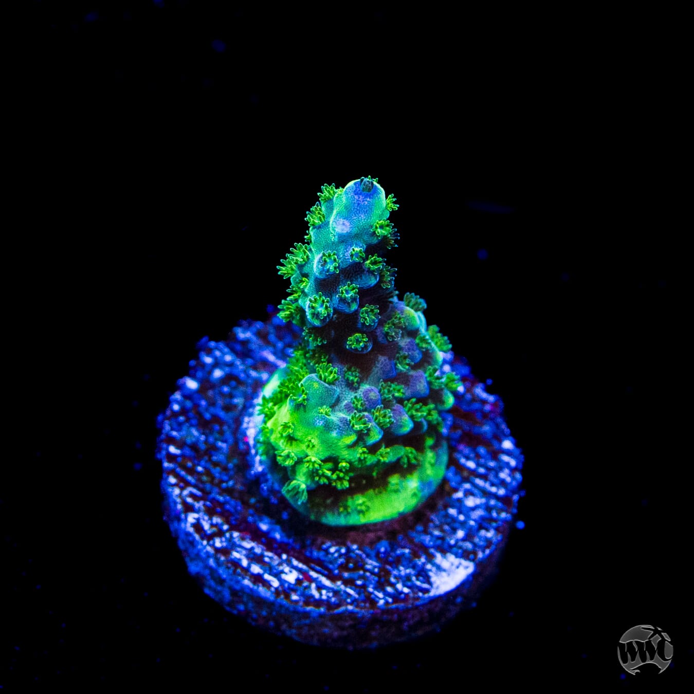 GH Aqua Delight Acropora