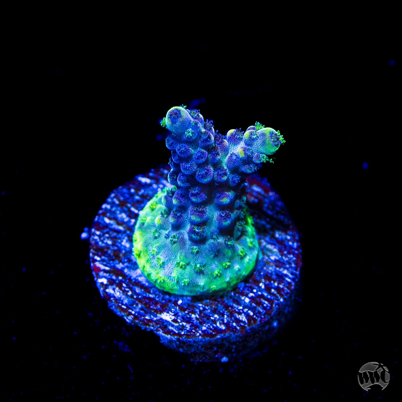 GH Aqua Delight Acropora