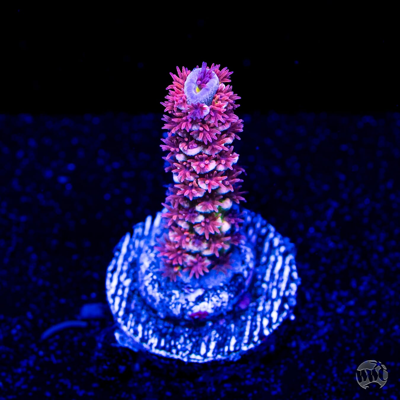 WWC Paradise Tenuis Acropora