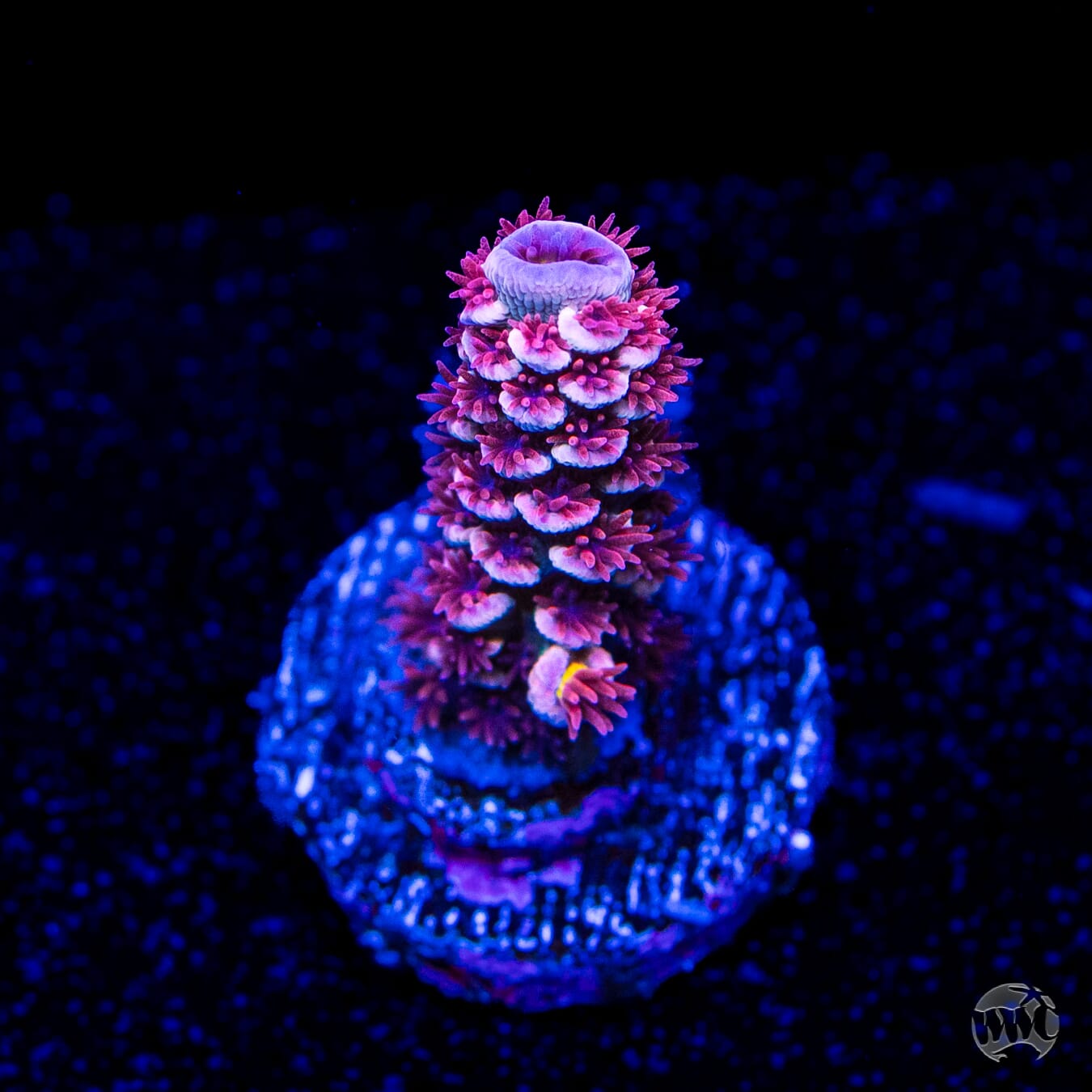 WWC Paradise Tenuis Acropora