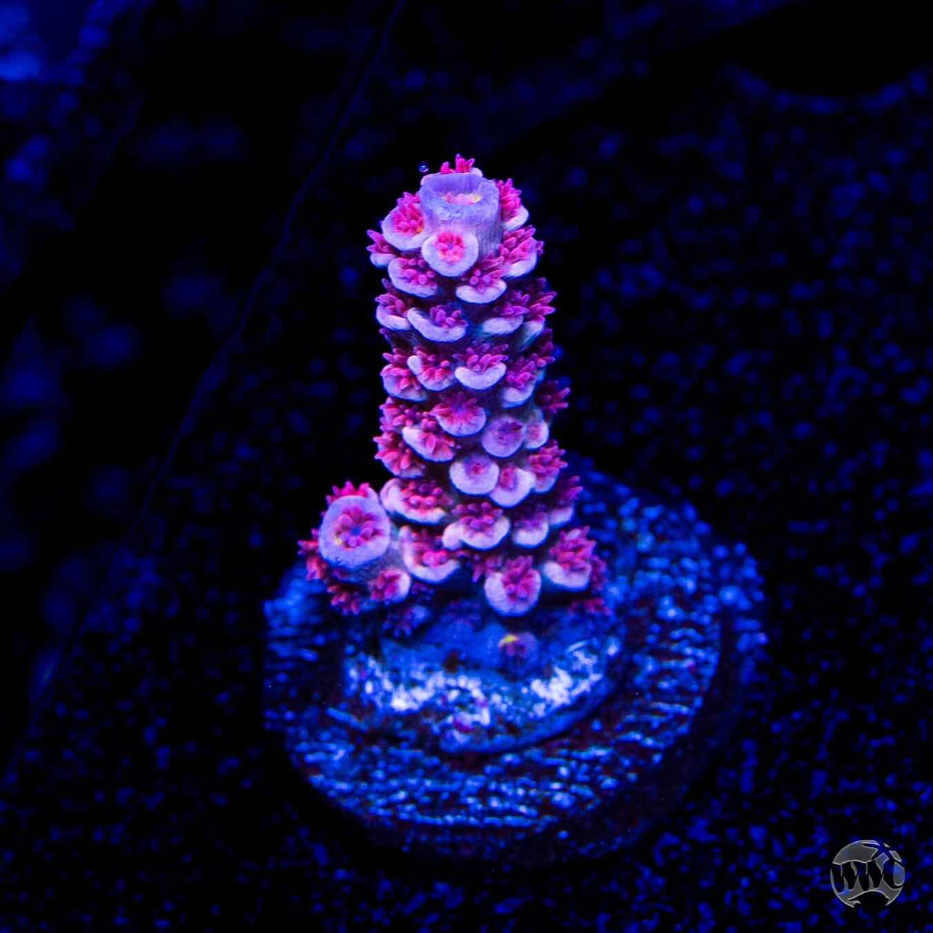 WWC Paradise Tenuis Acropora