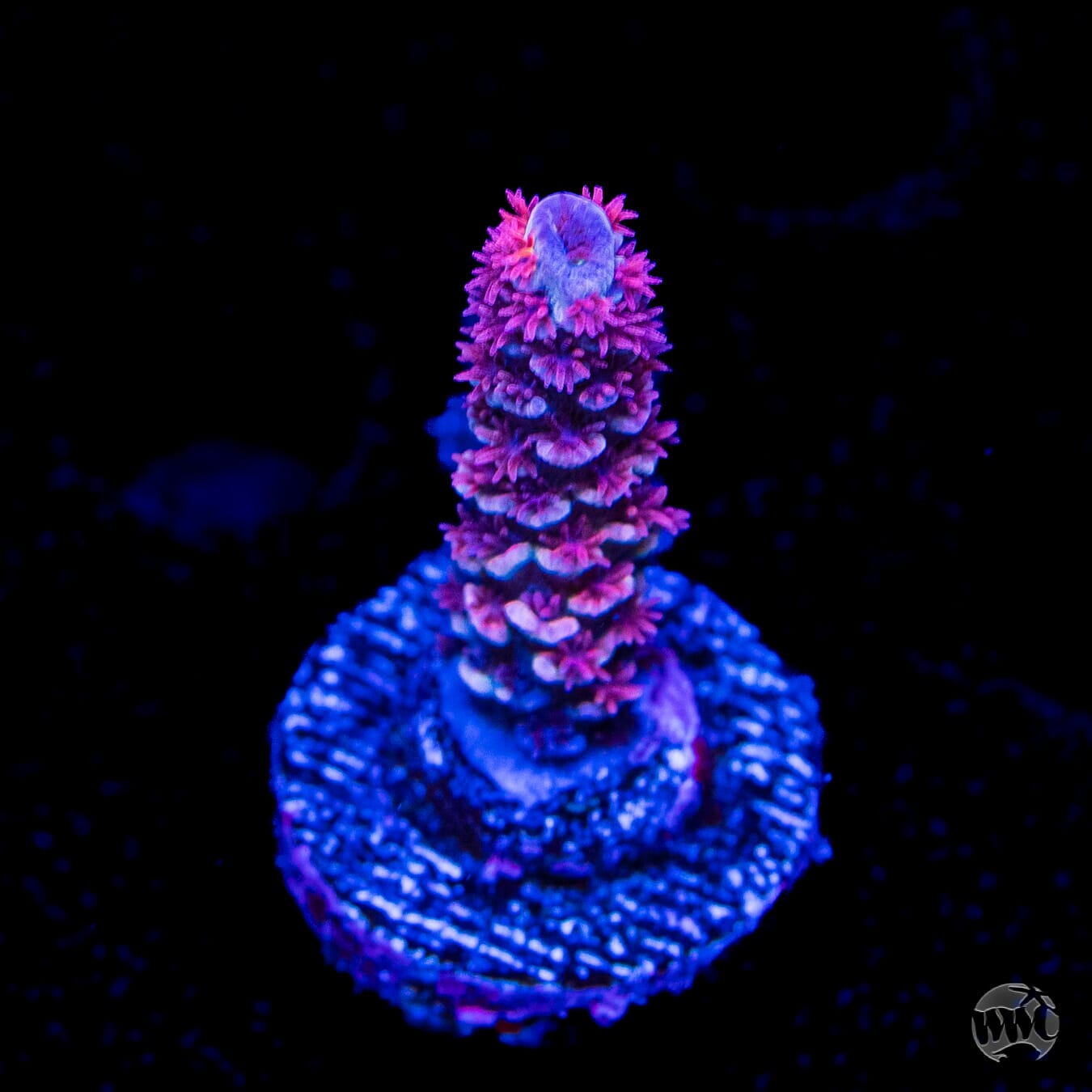 WWC Paradise Tenuis Acropora