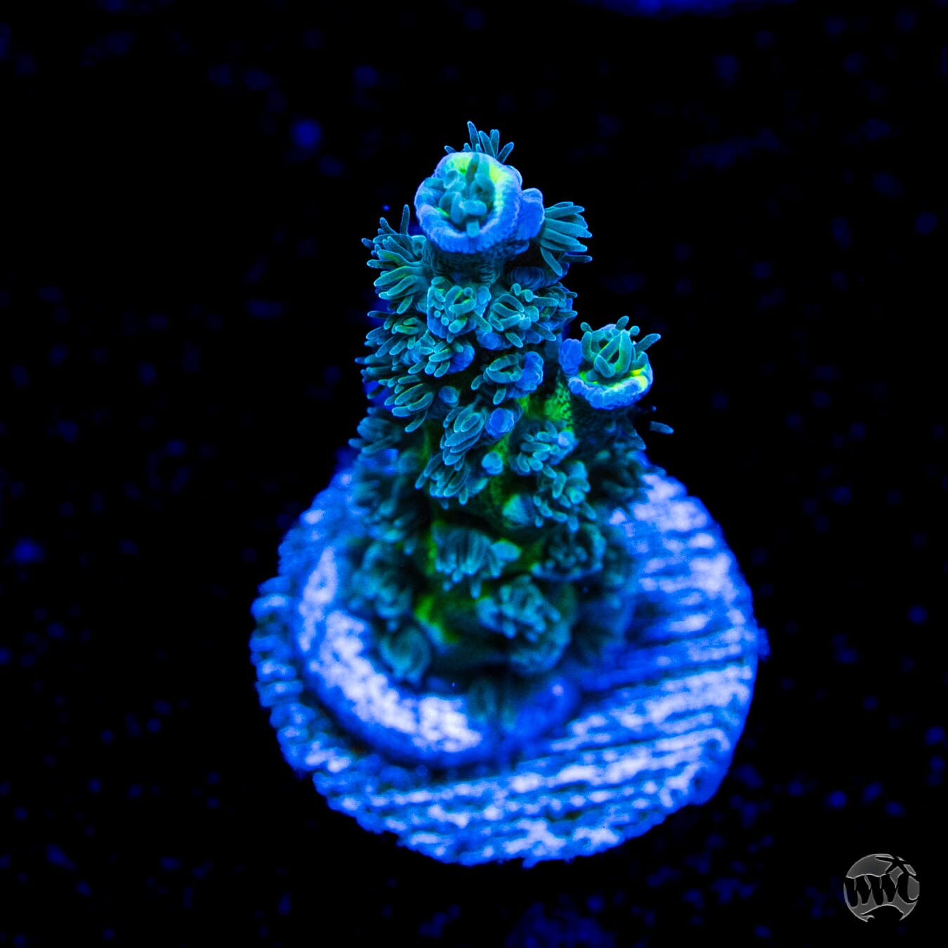 WWC New Frontier Tenuis Acropora