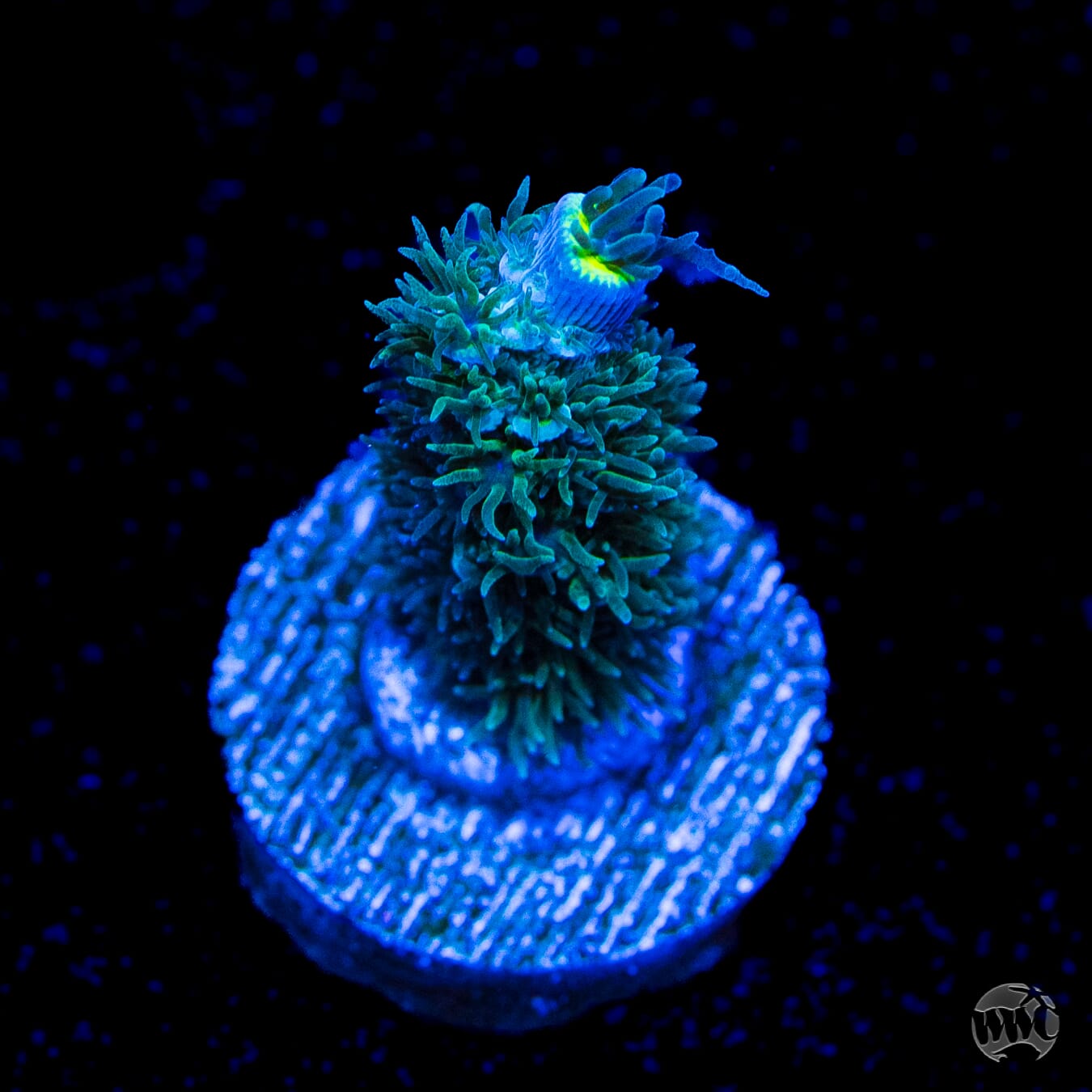 WWC New Frontier Tenuis Acropora