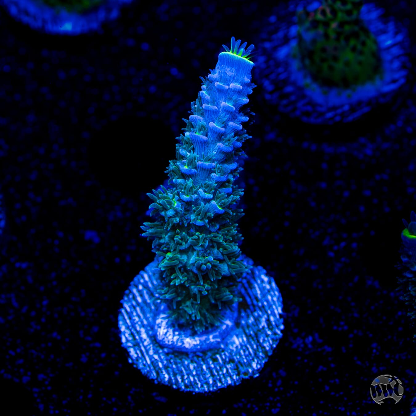 WWC New Frontier Tenuis Acropora