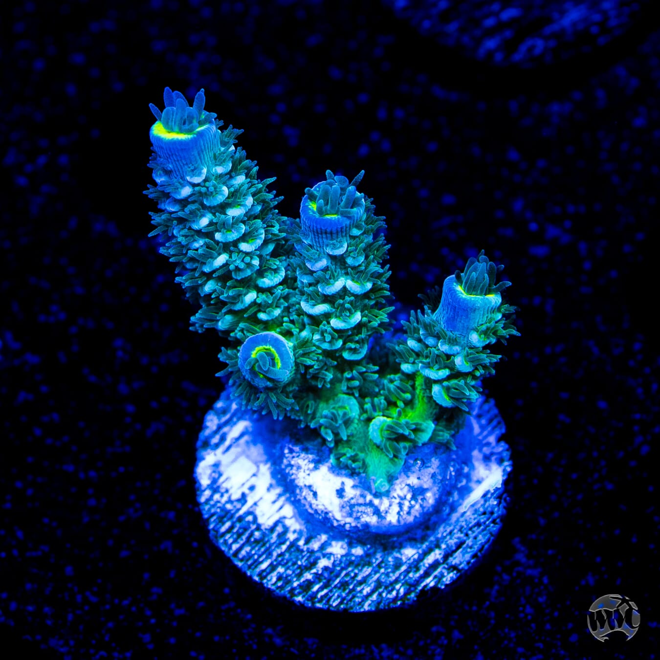 WWC New Frontier Tenuis Acropora