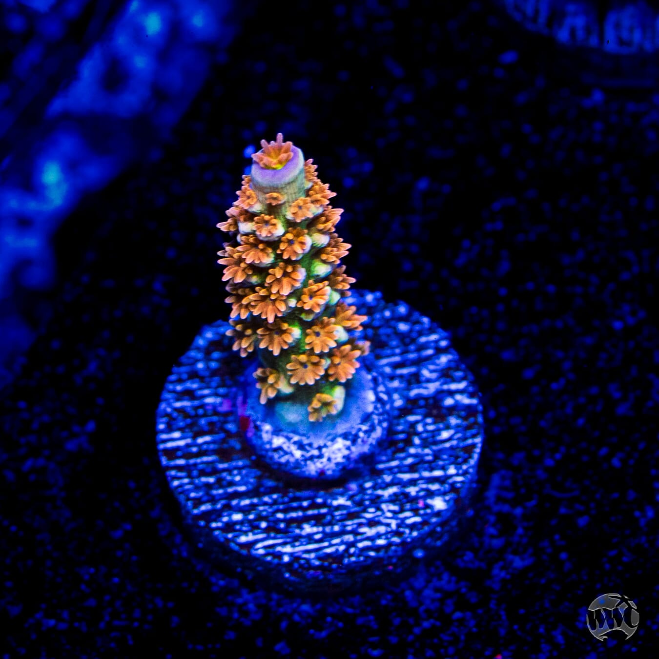 WWC Pain Killer Tenuis Acropora
