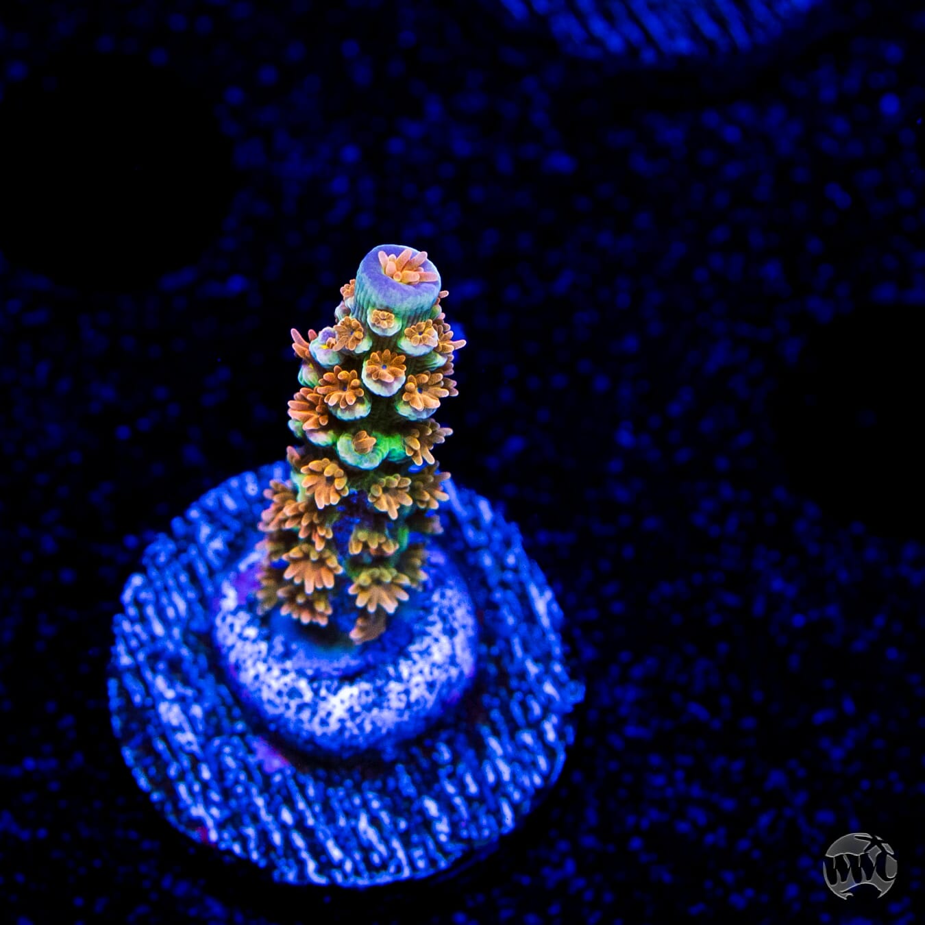 WWC Pain Killer Tenuis Acropora