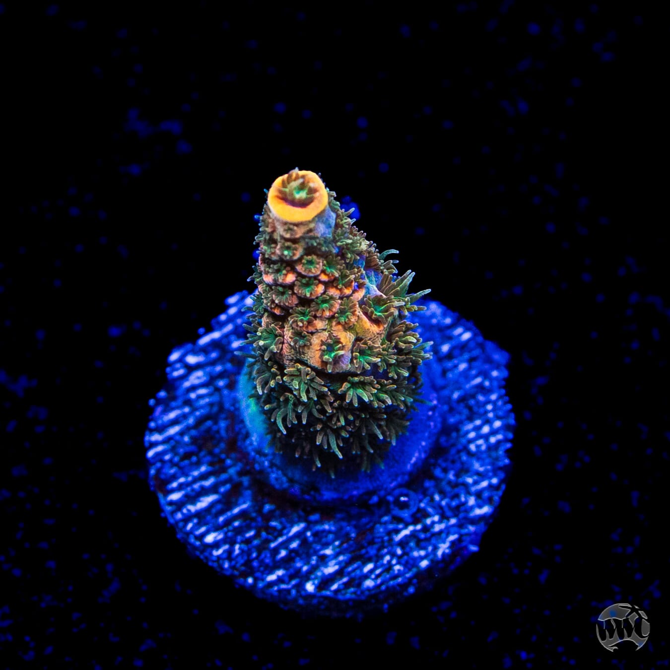 WWC MiIle Cyrus Acropora