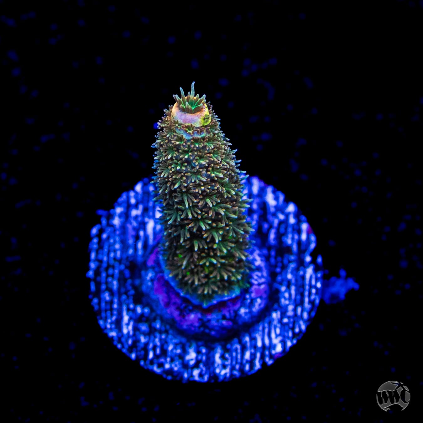 WWC MiIle Cyrus Acropora