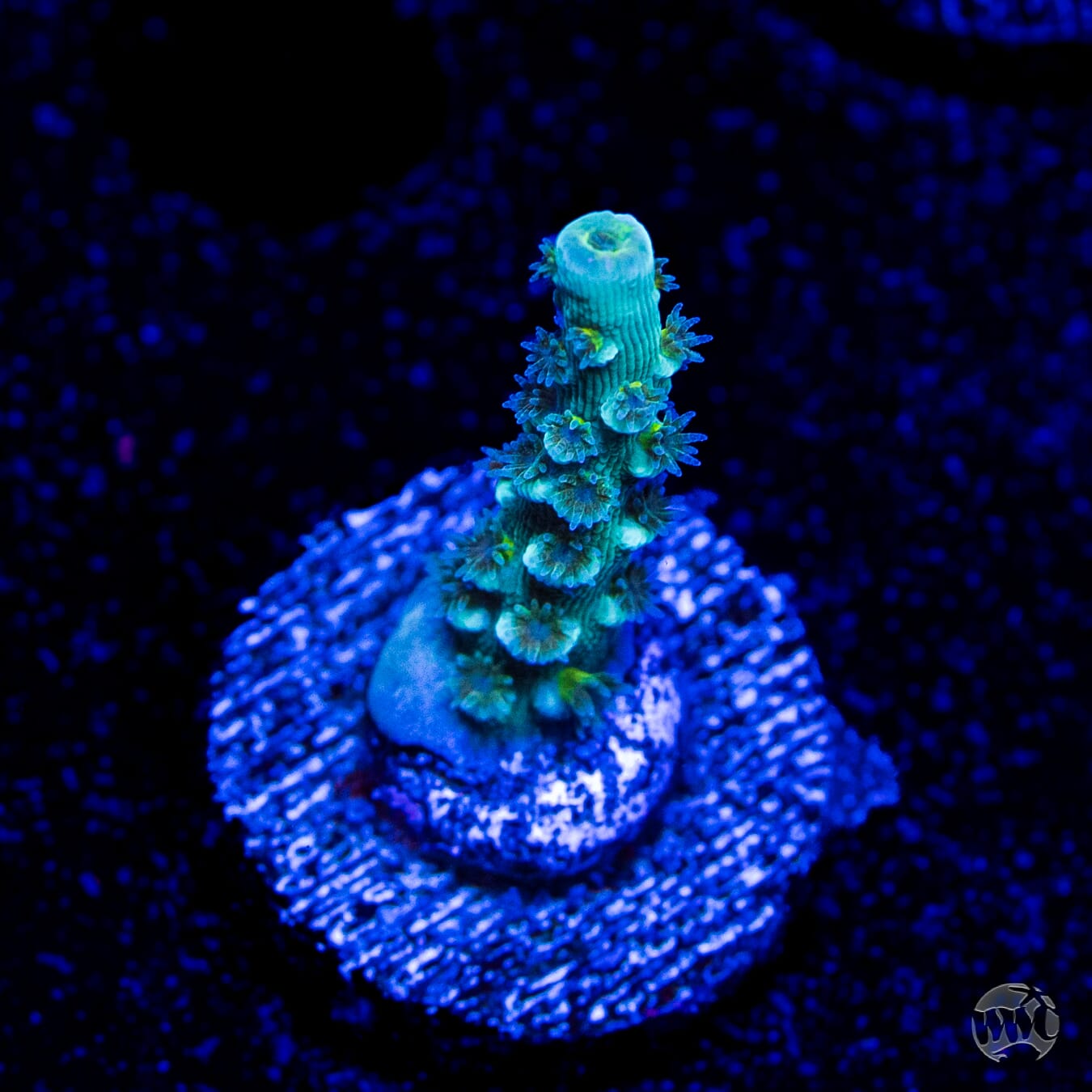 WWC Tiddly Winks Tenuis Acropora