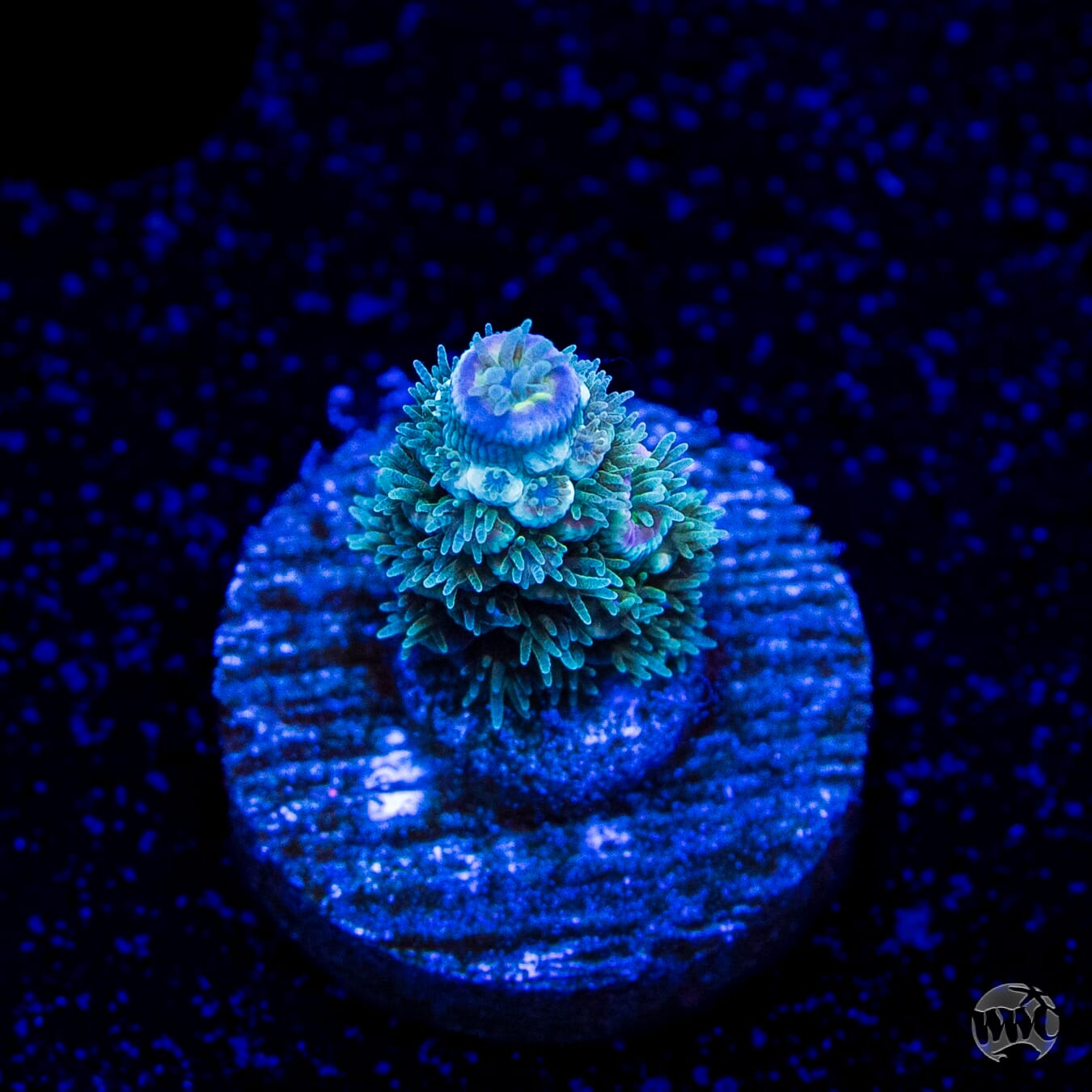 WWC Tiddly Winks Tenuis Acropora