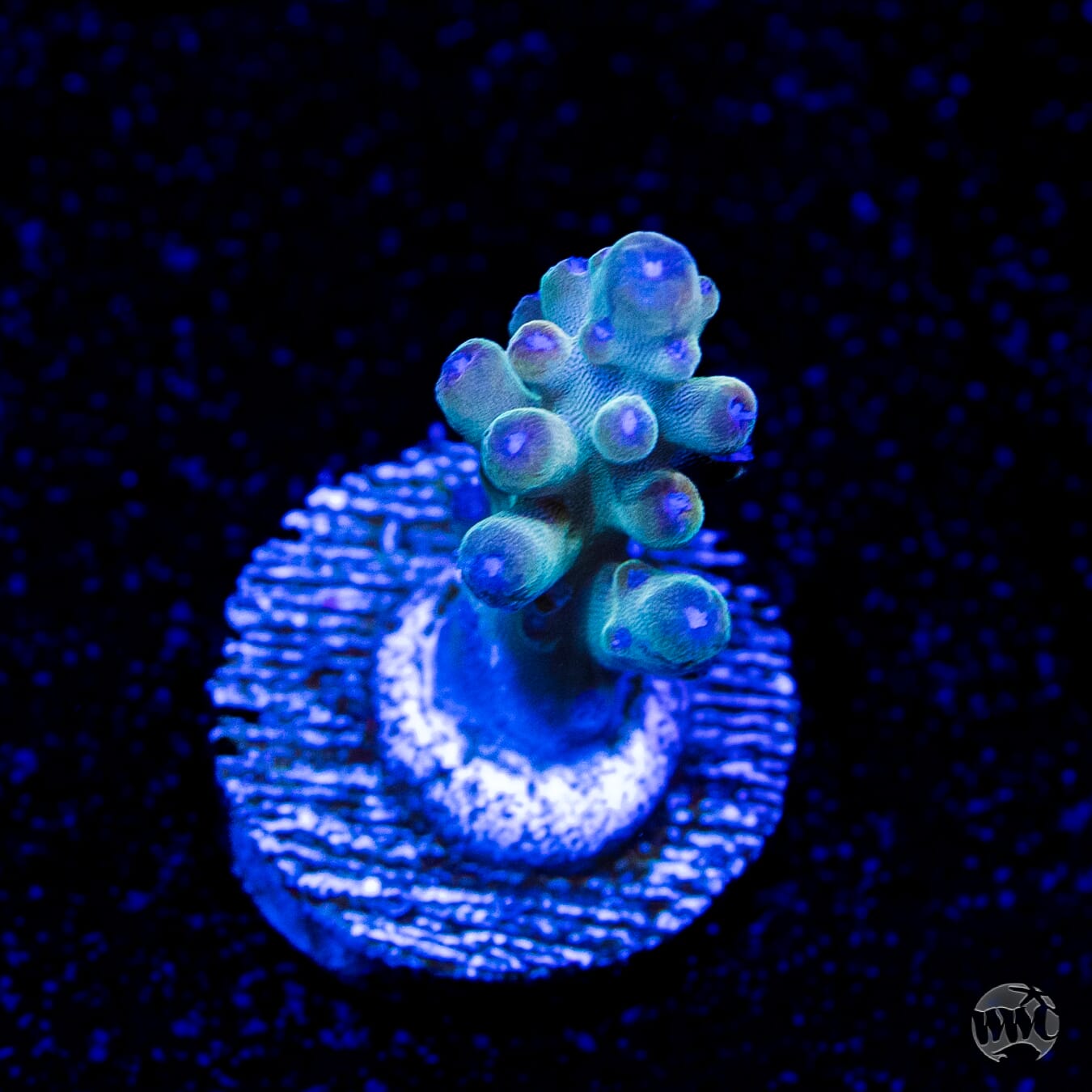 WWC Smokey Mountain Acropora