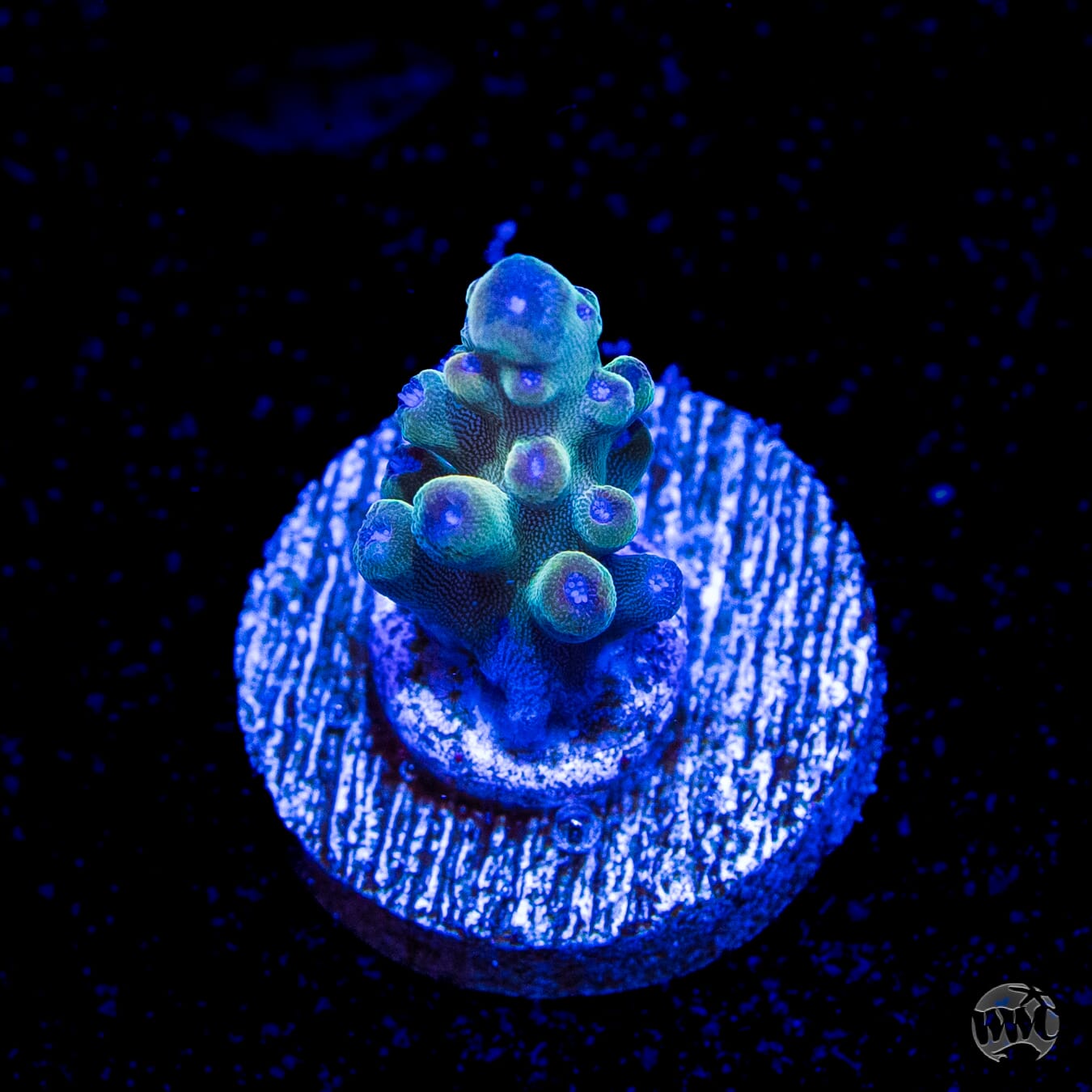 WWC Smokey Mountain Acropora
