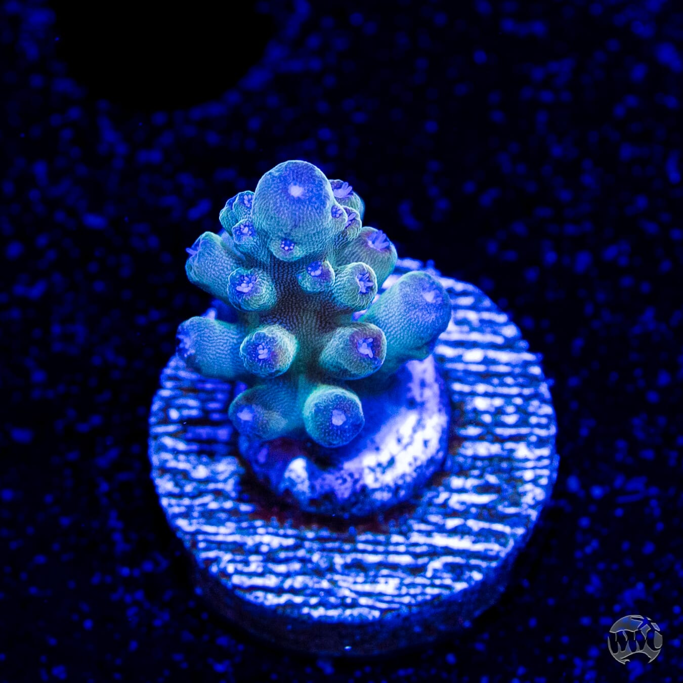 WWC Smokey Mountain Acropora