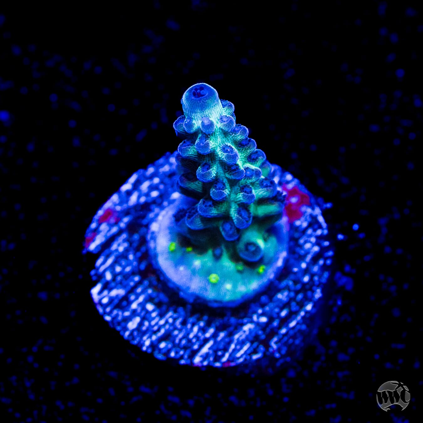 WWC Black Widow Baby Acropora