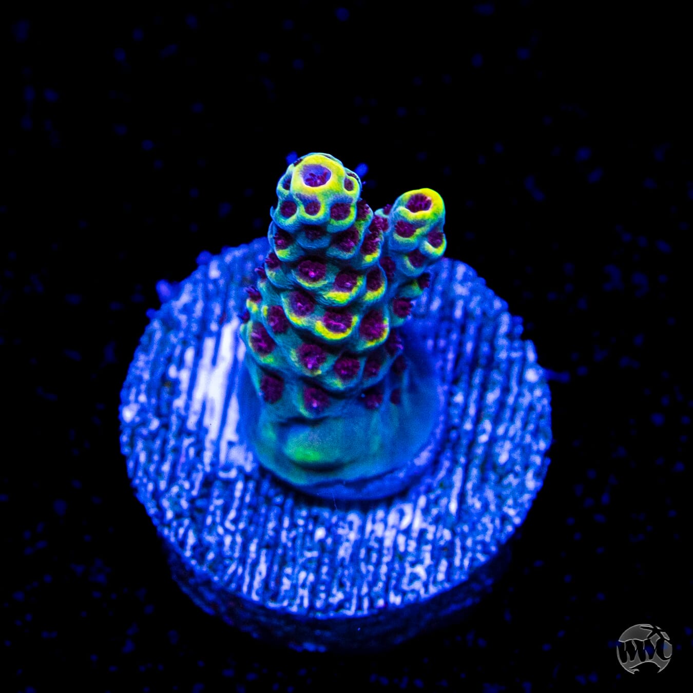 WWC Super Red Polyp Clathrata Acropora