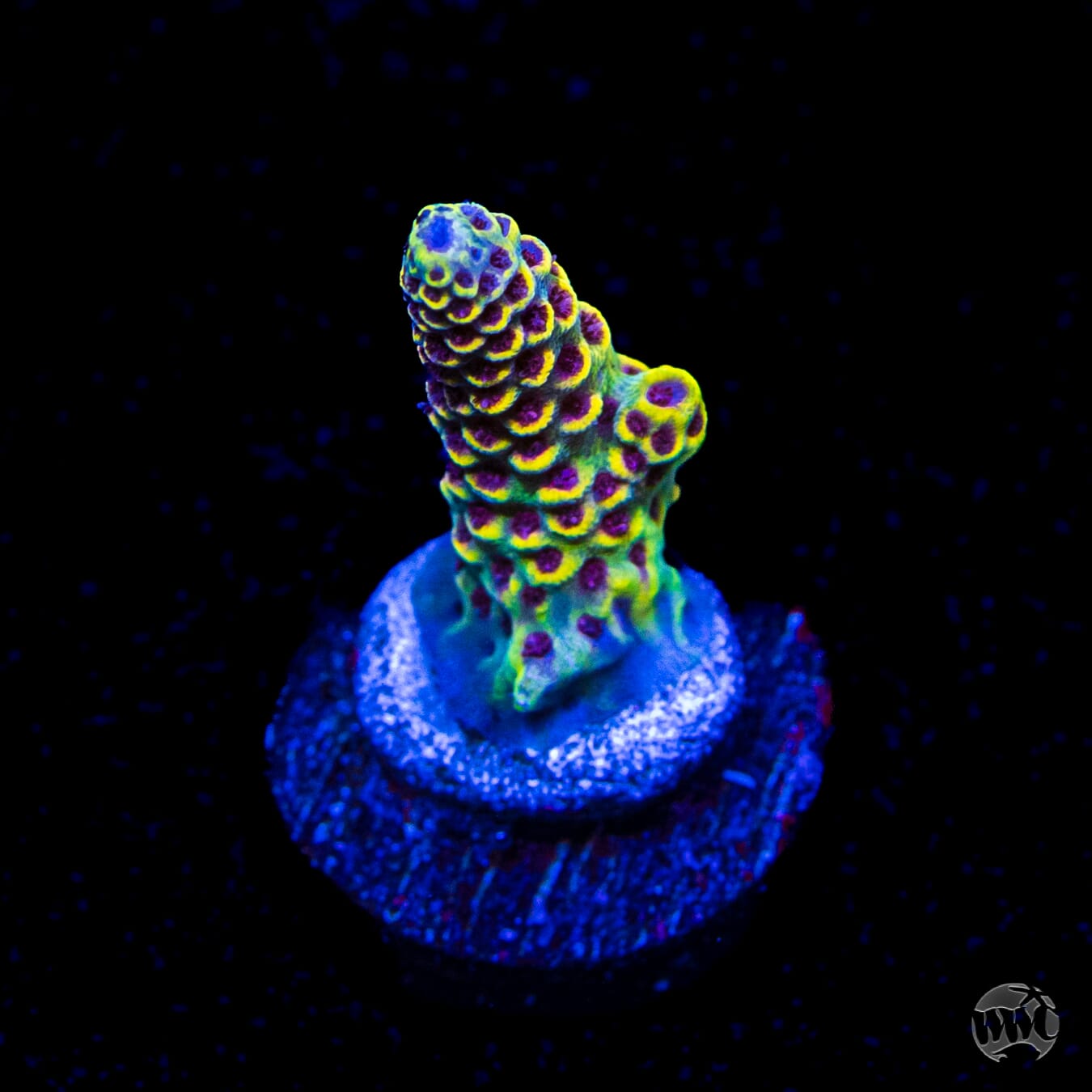 WWC Super Red Polyp Clathrata Acropora