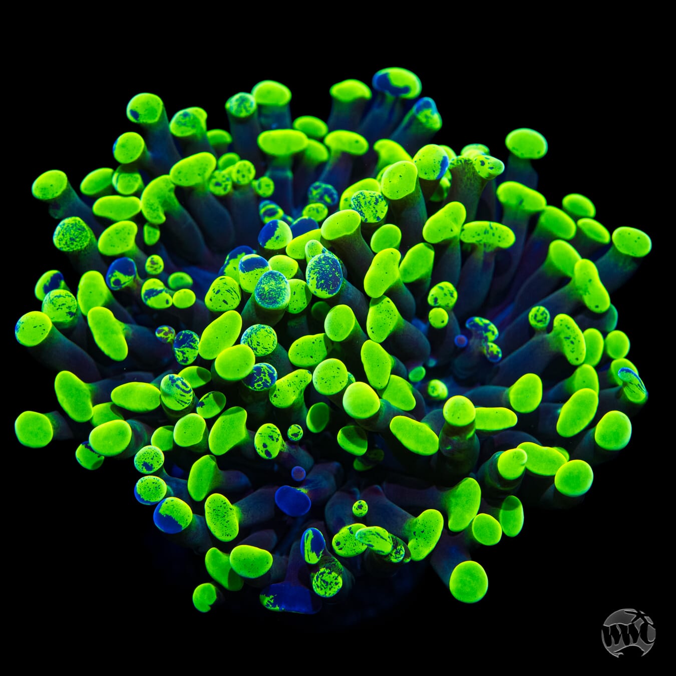 Neon Freon Splatter Branching Hammer