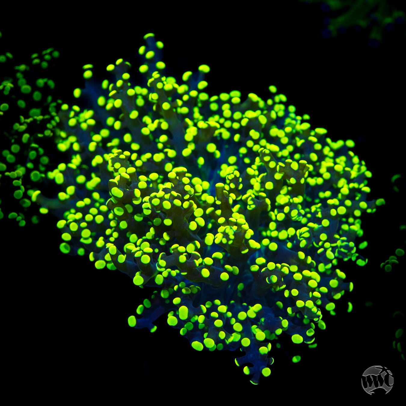 Glowbug Branching Frogspawn
