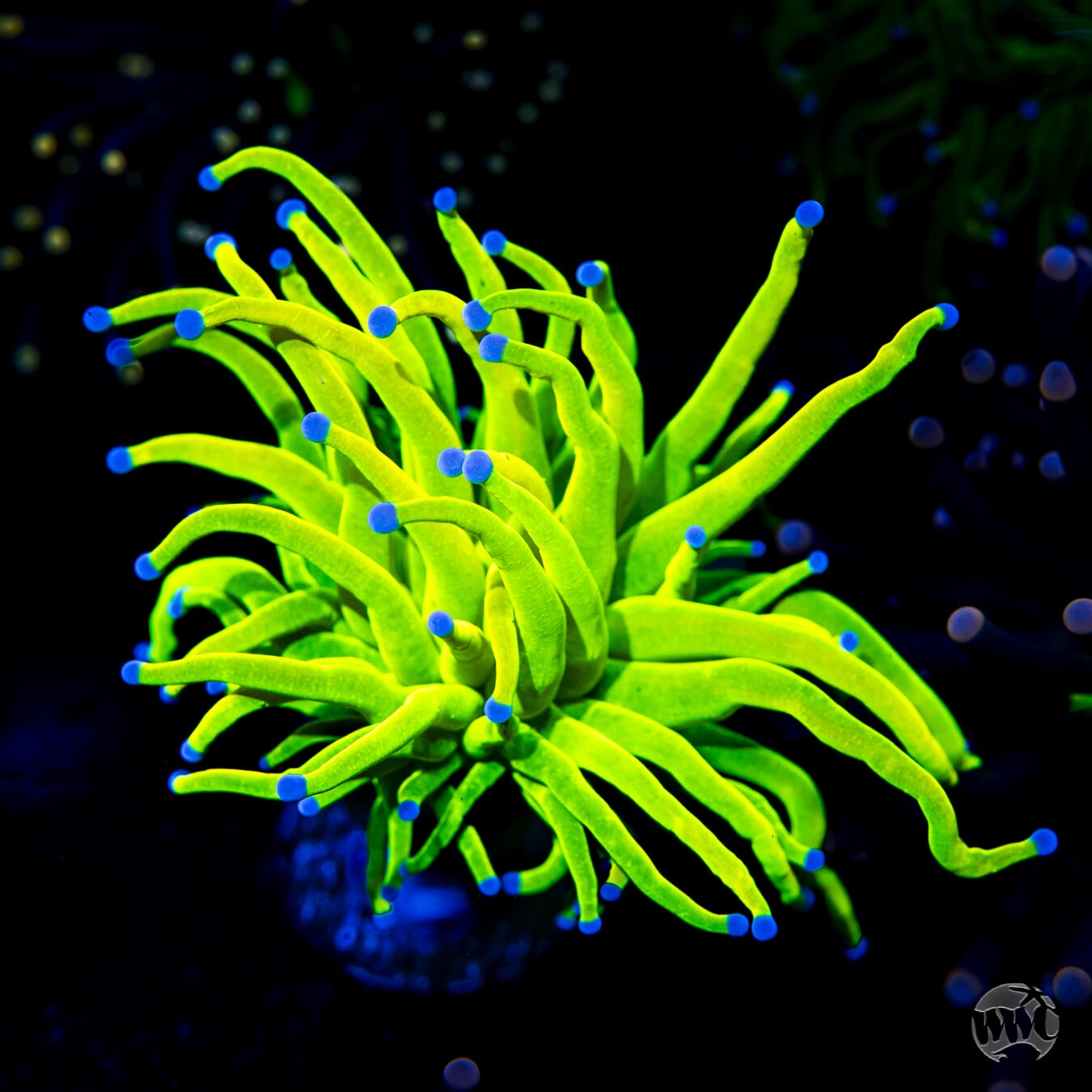 Banana Grail Torch