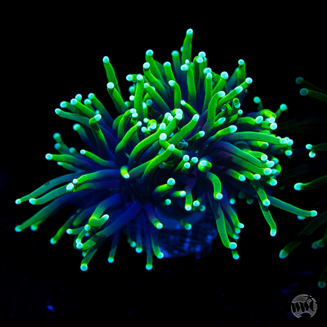 Neon Tipped Torch