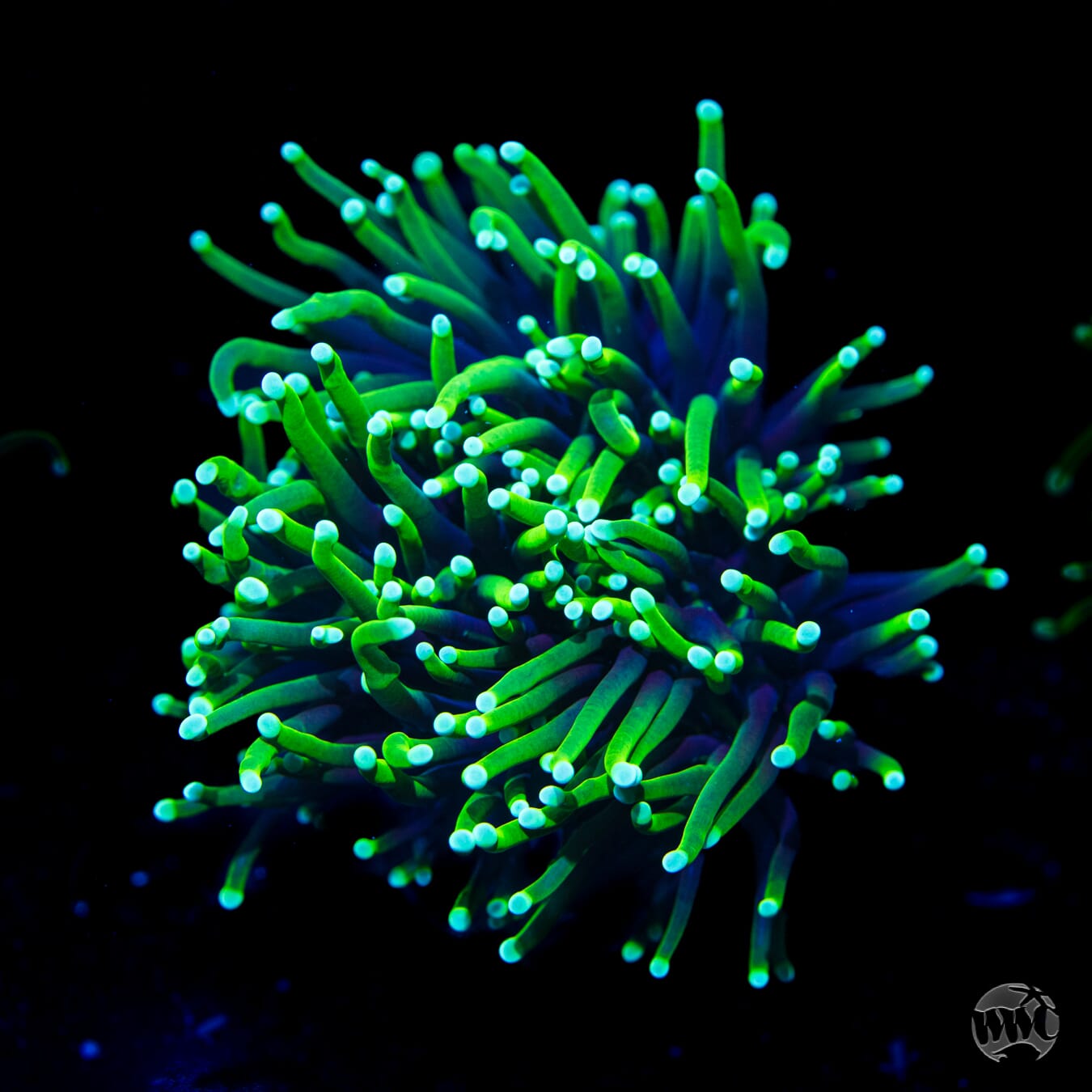 Neon Tipped Torch