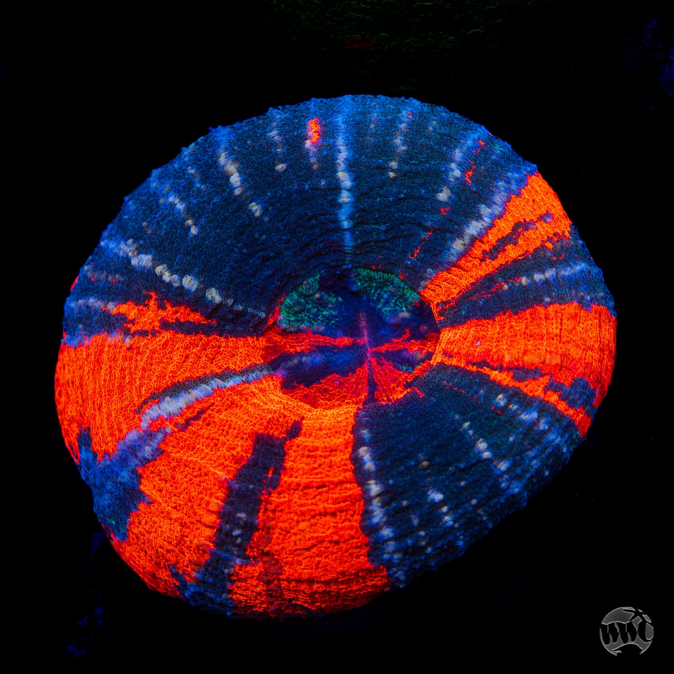 Night Shade Warpaint Scolymia