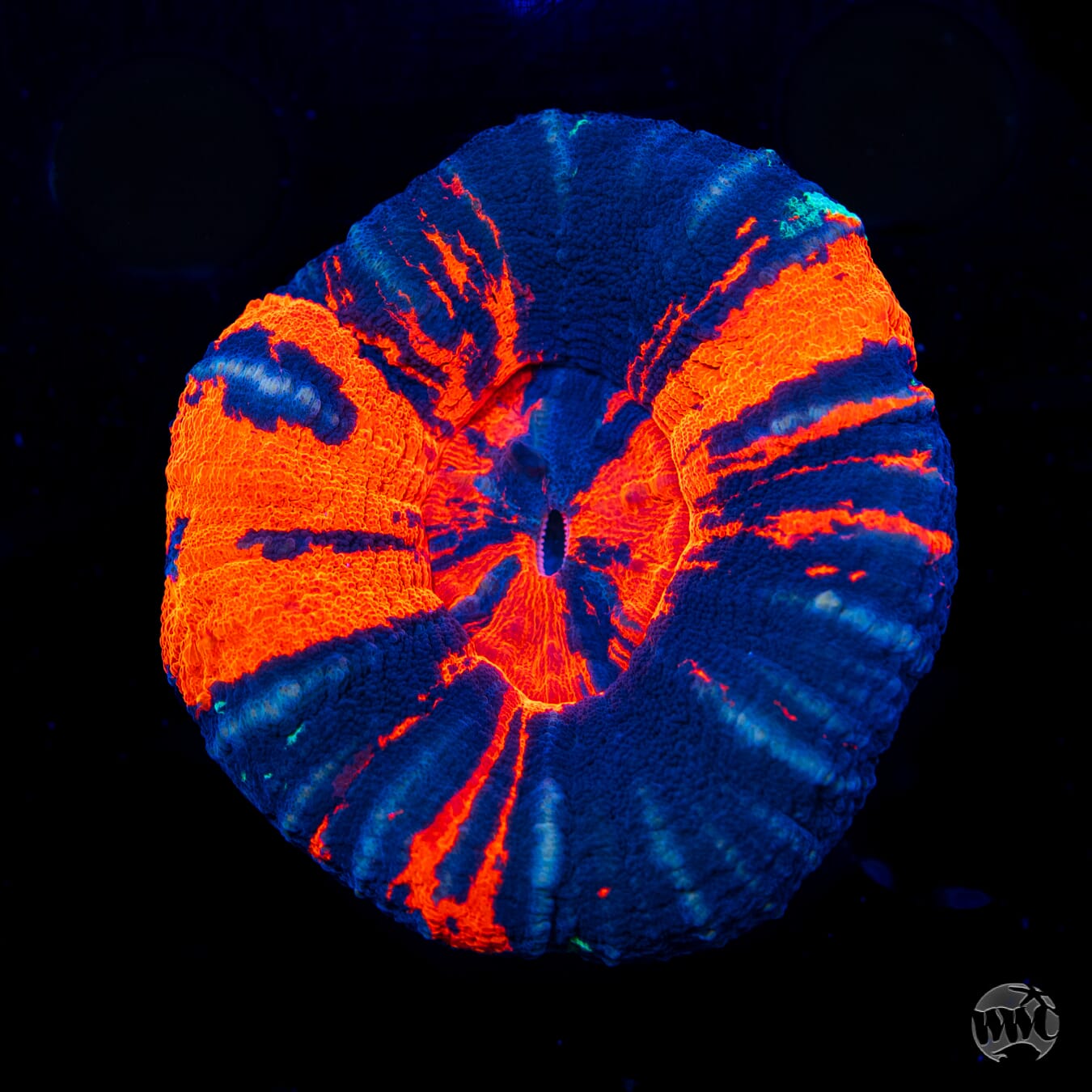 Volcanic Warpaint Scolymia