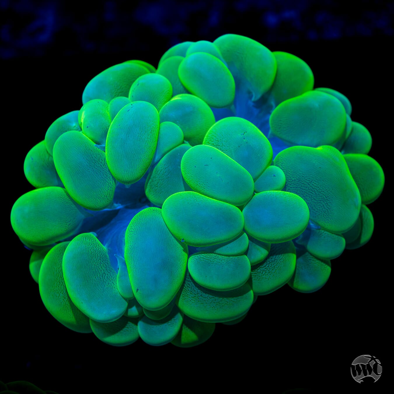 Neon Green Bubble Coral #2