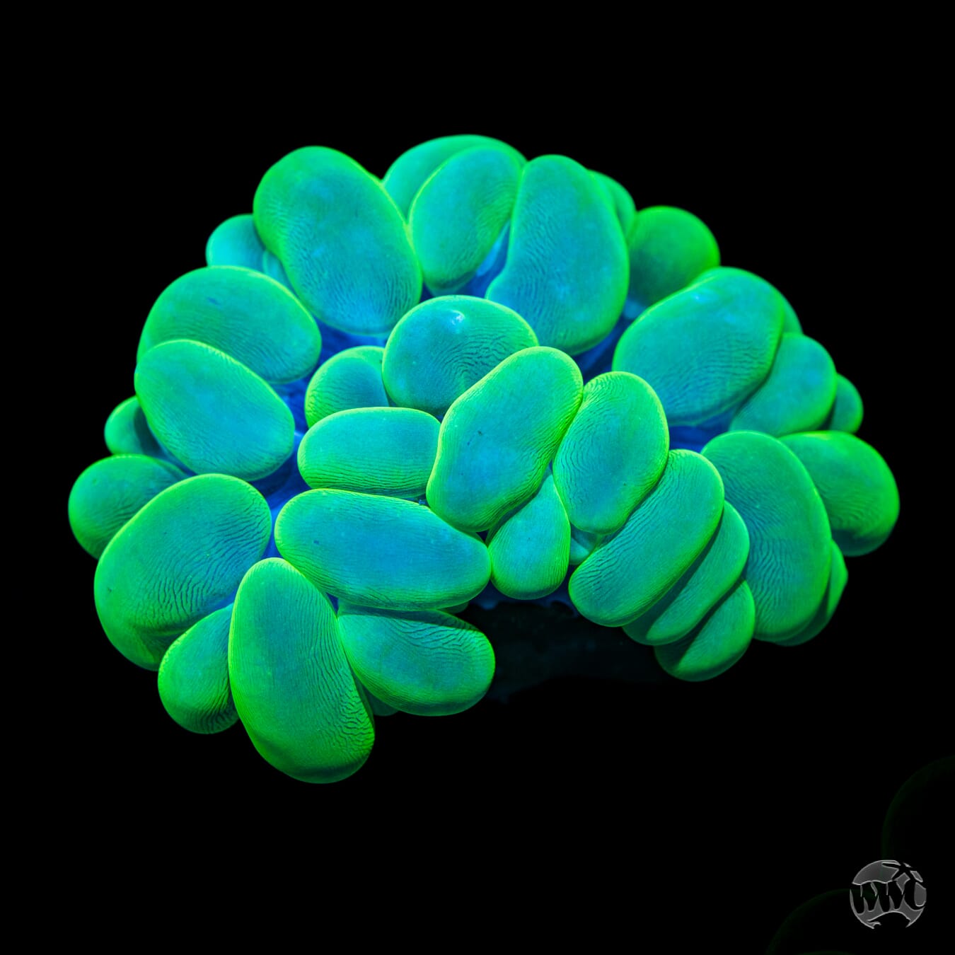 Neon Green Bubble Coral #5