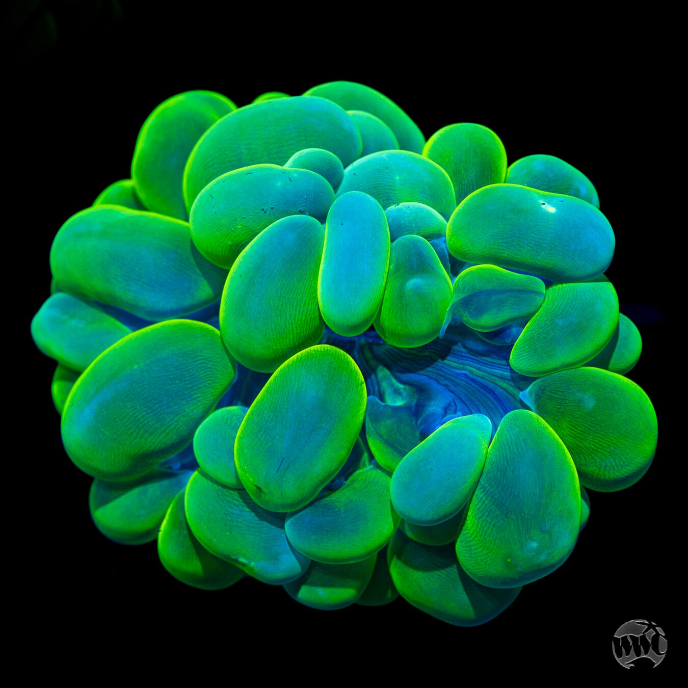 Neon Green Bubble Coral #6