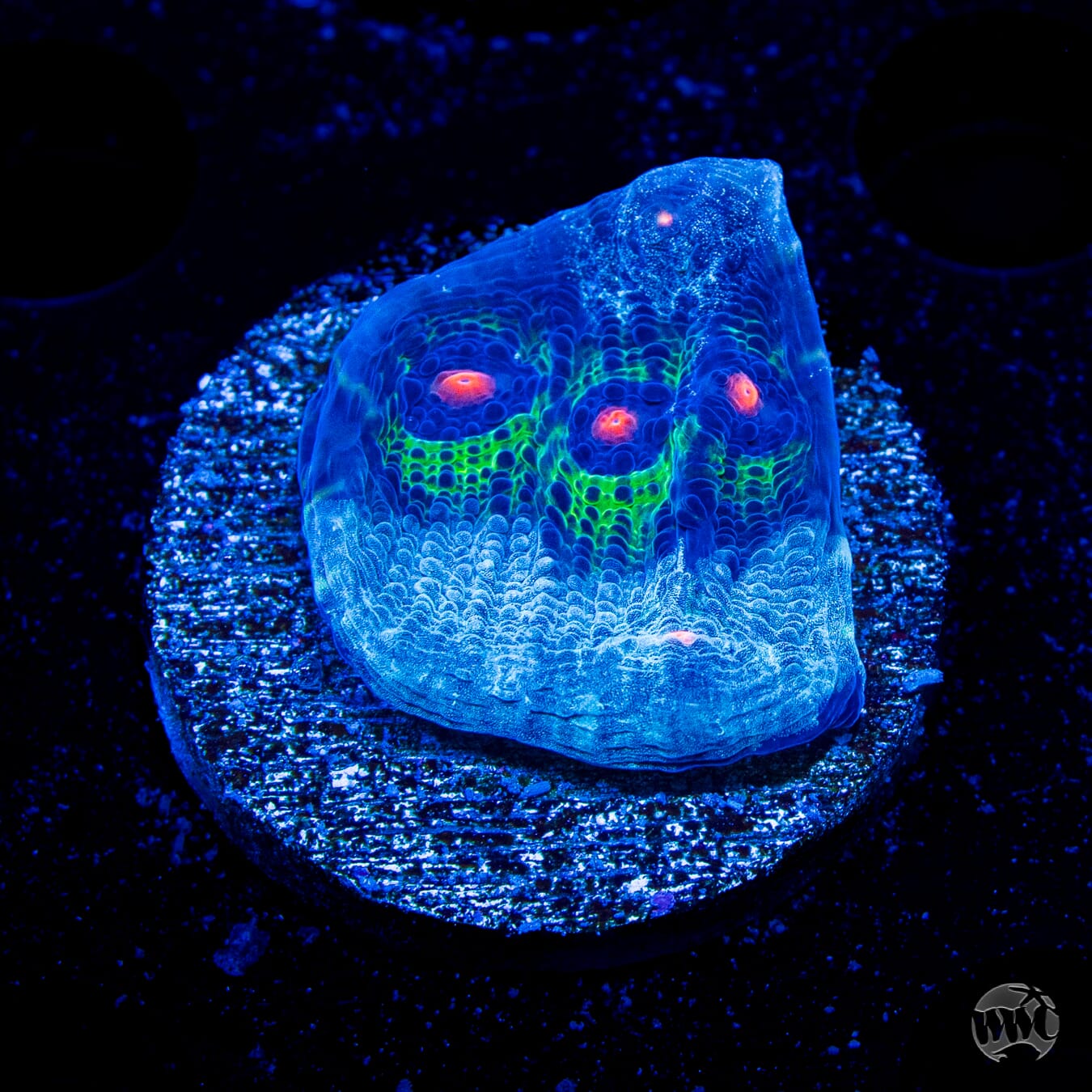 WWC Avatar Chalice