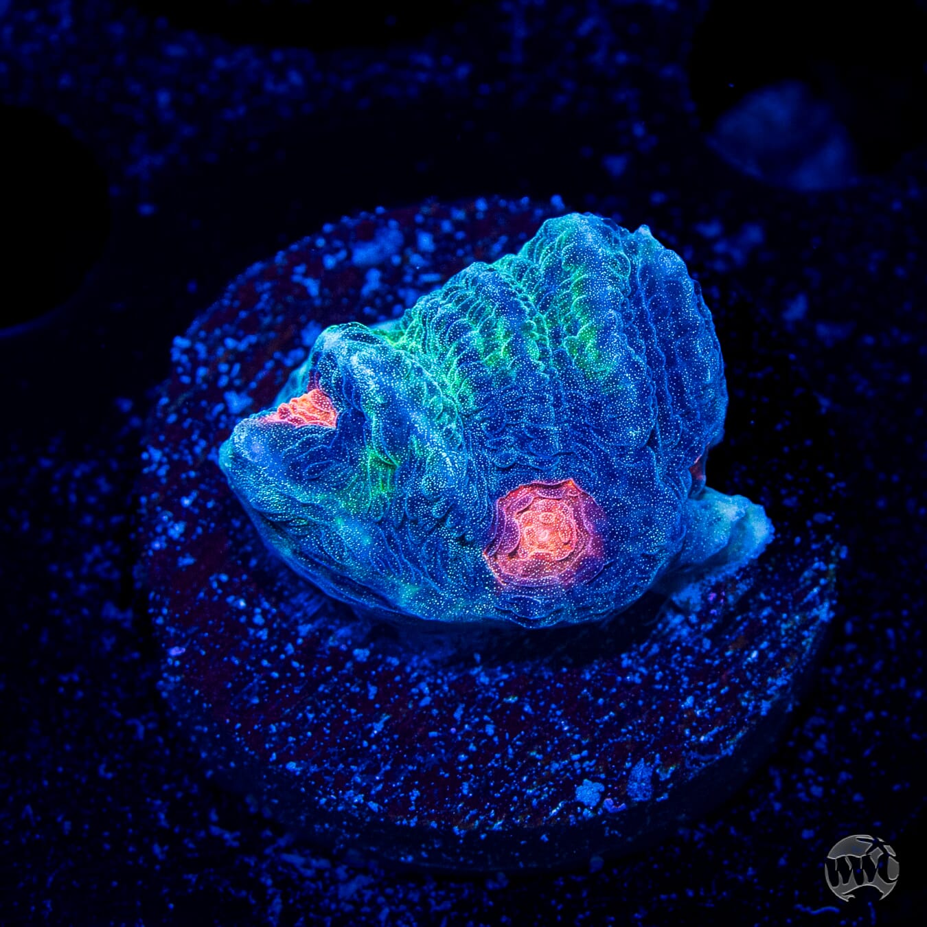 WWC Outer Orbit Chalice