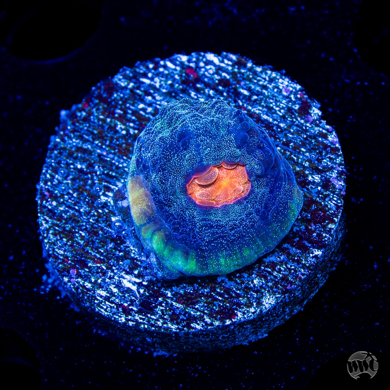 WWC Outer Orbit Chalice