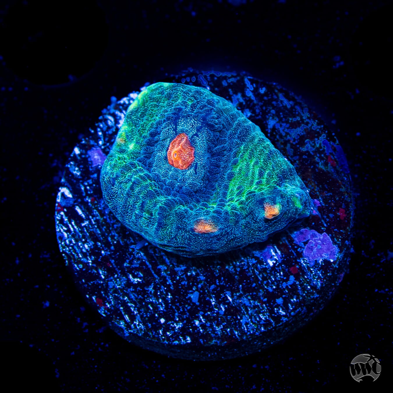 WWC Outer Orbit Chalice