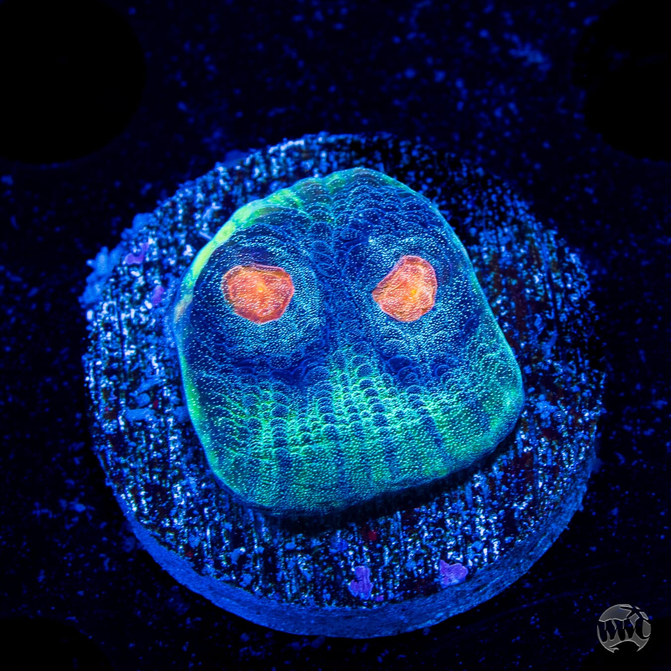 WWC Outer Orbit Chalice