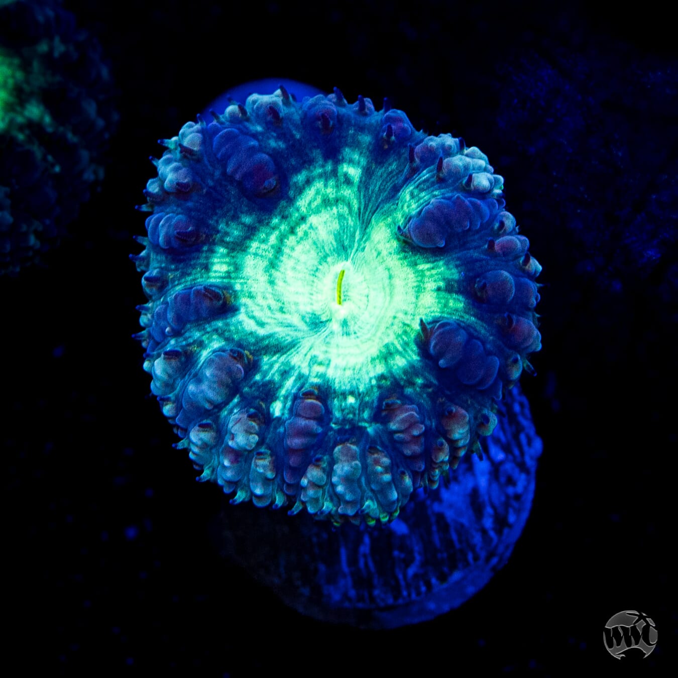 Phantasm Blastomussa