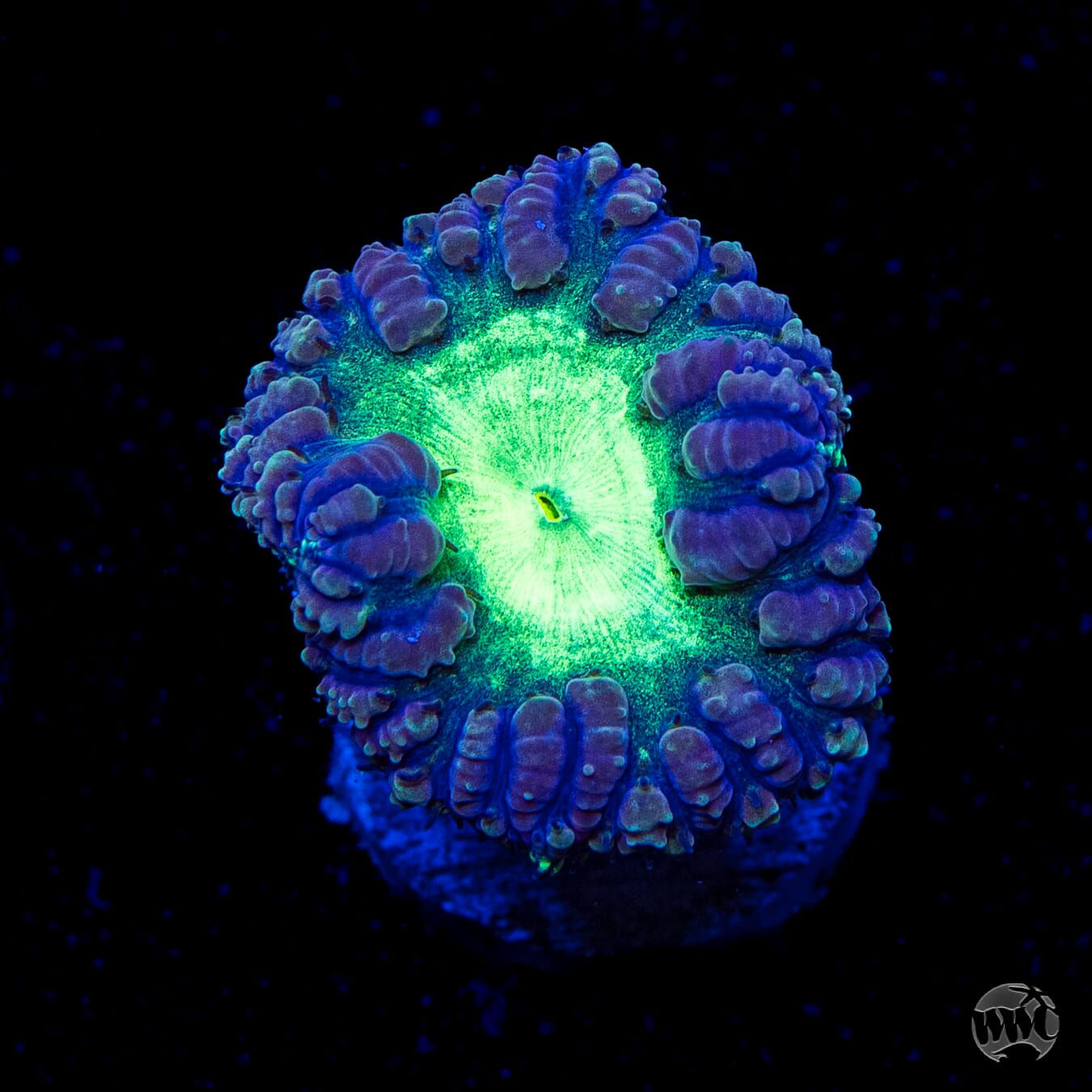 Neon Blastomussa