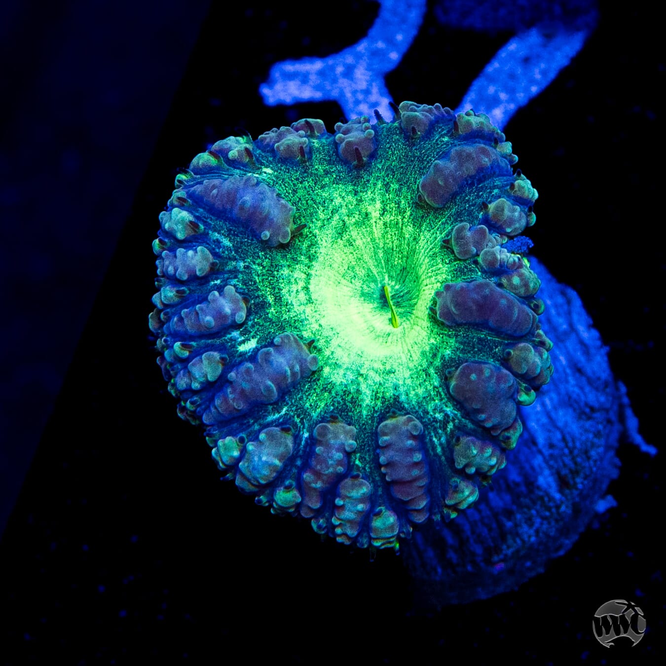 Neon Blastomussa