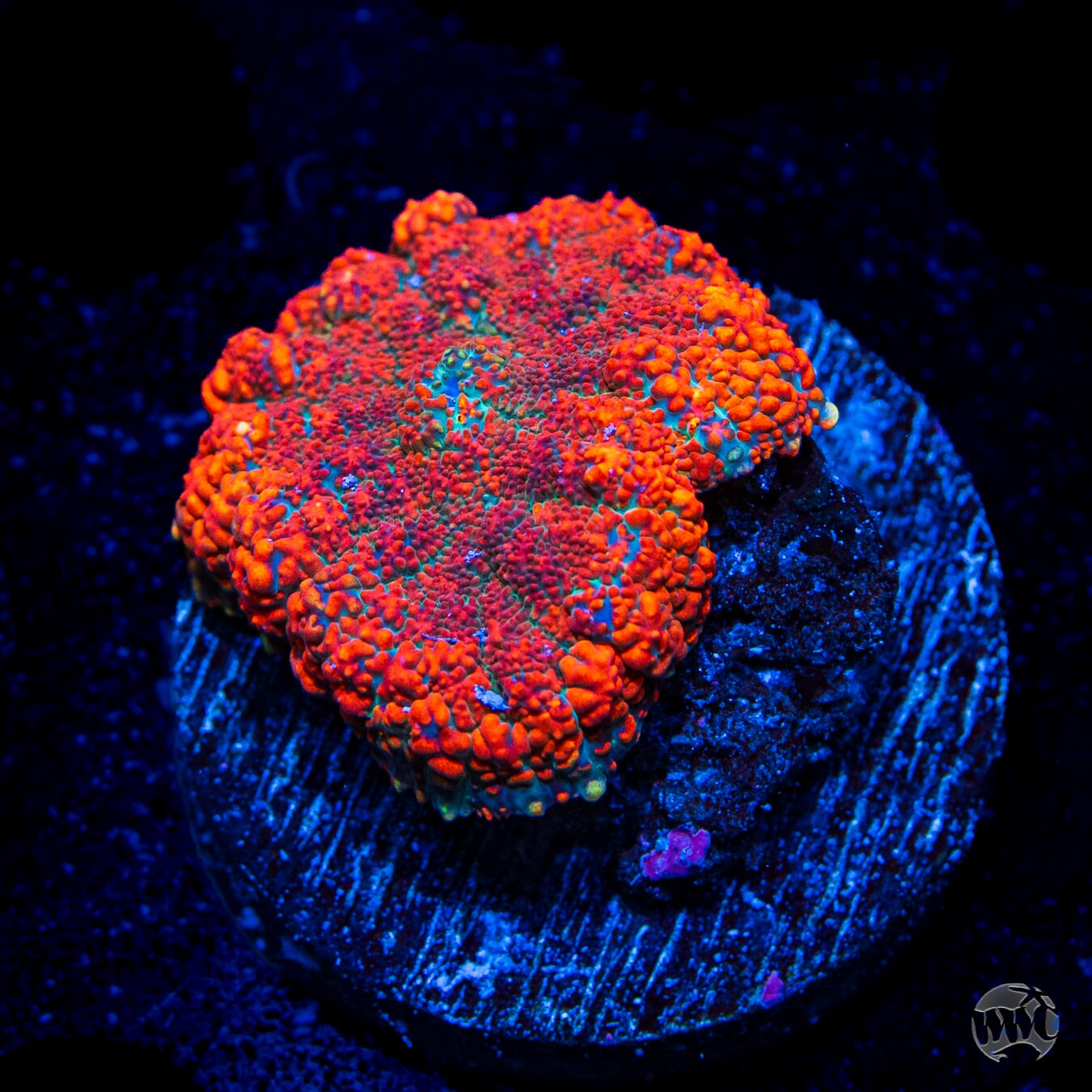 Half Baked Rhodactis Mushroom