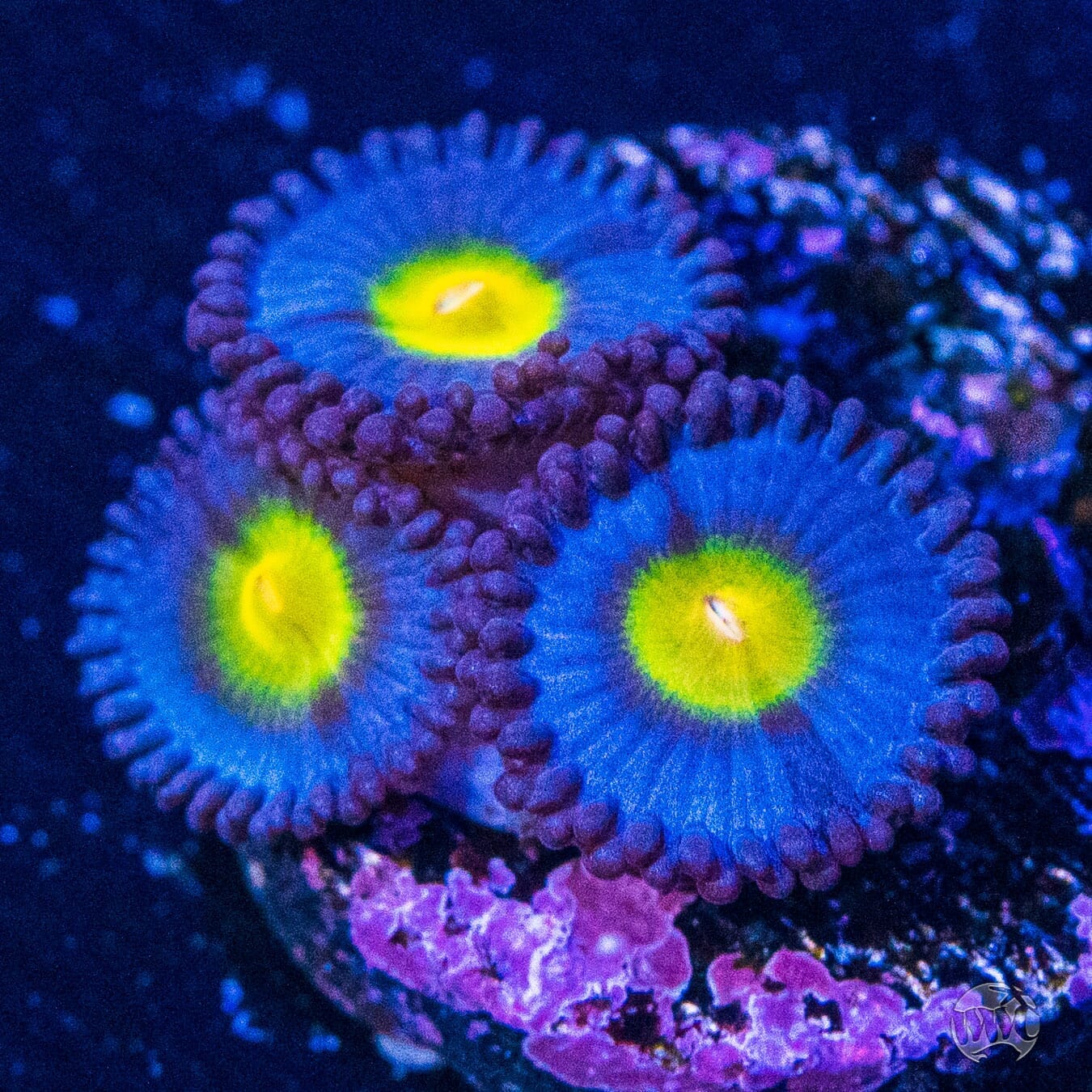 WWC AOI Zoanthids - (NON-WYSIWYG)